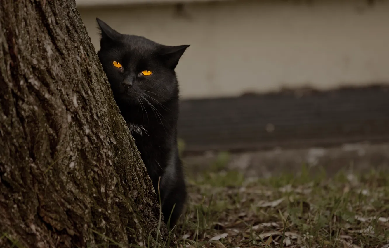 Photo wallpaper eyes, cat, tree, black, looks