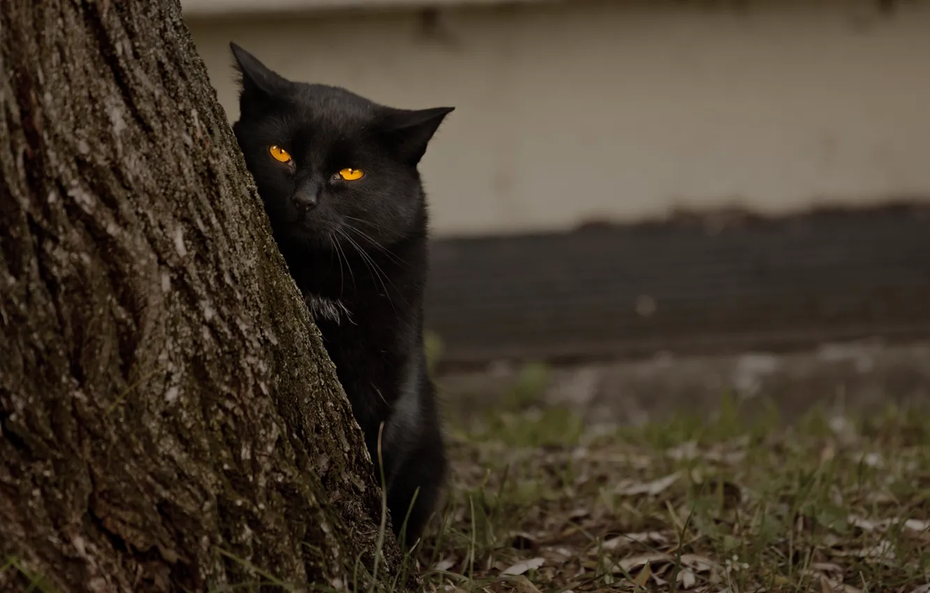 Photo wallpaper eyes, cat, trees, black, looks
