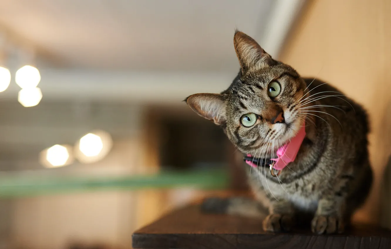 Photo wallpaper cat, cat, look, light, bench, glare, grey, background
