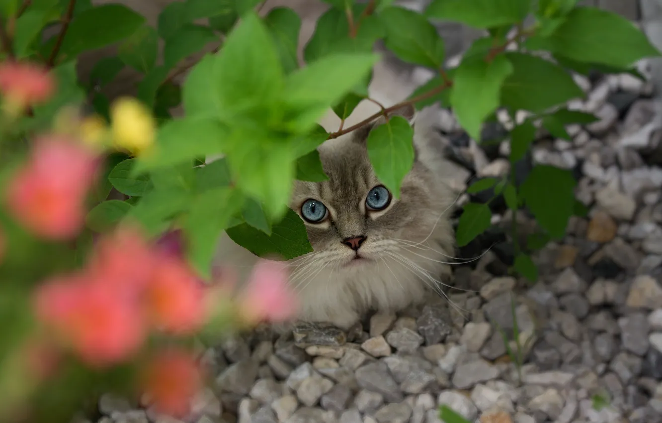Photo wallpaper cat, cat, look, face, leaves, stones, branch, blue eyes