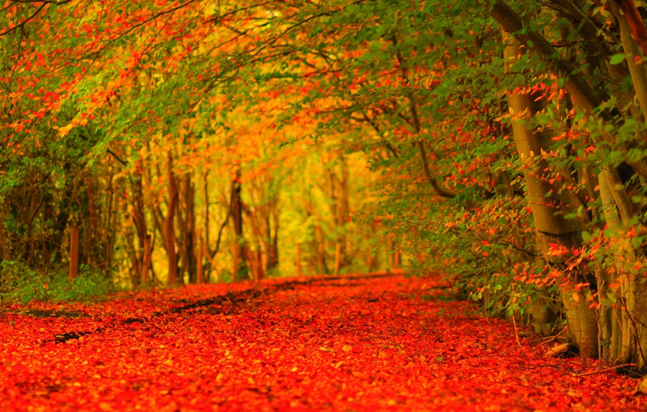 Photo wallpaper road, forest, leaves, trees, Park