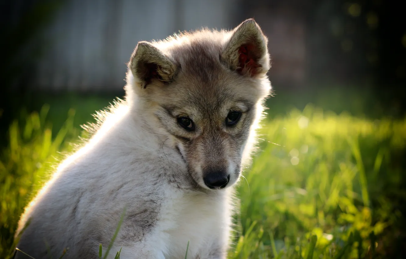 Photo wallpaper summer, dog, Laika