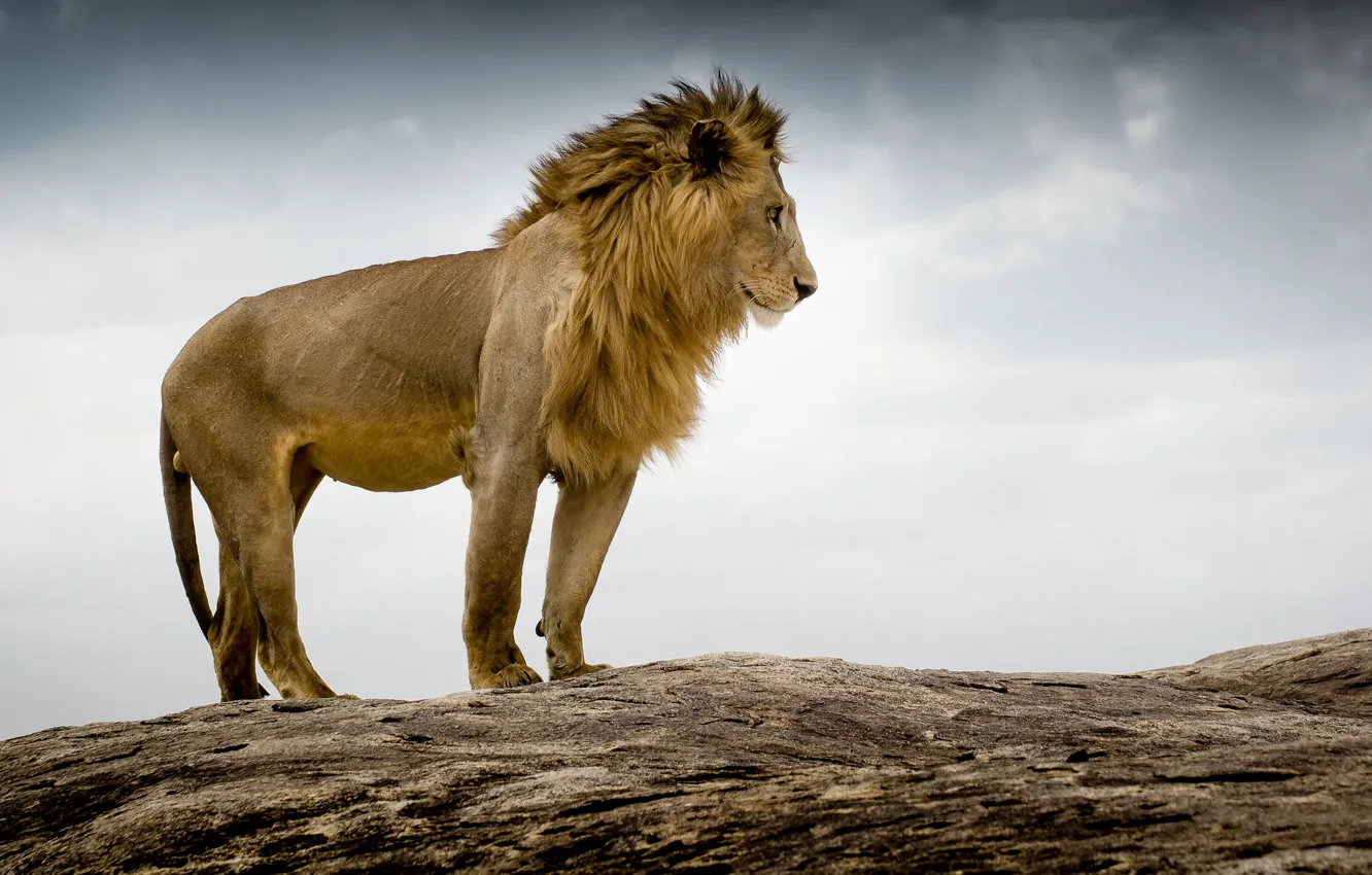 Photo wallpaper Leo, the king of beasts, Tanzania
