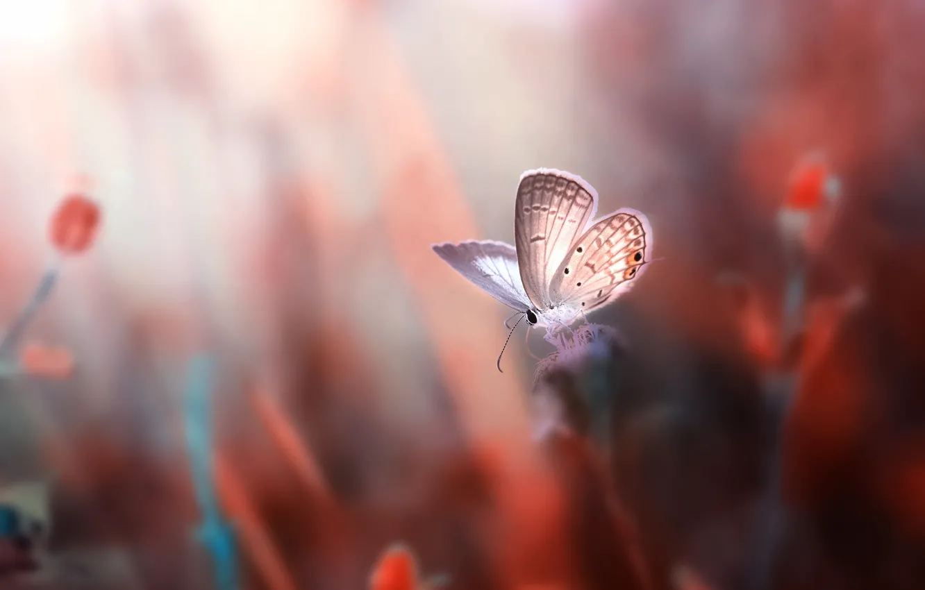 Photo wallpaper macro, flowers, butterfly, rozmyte