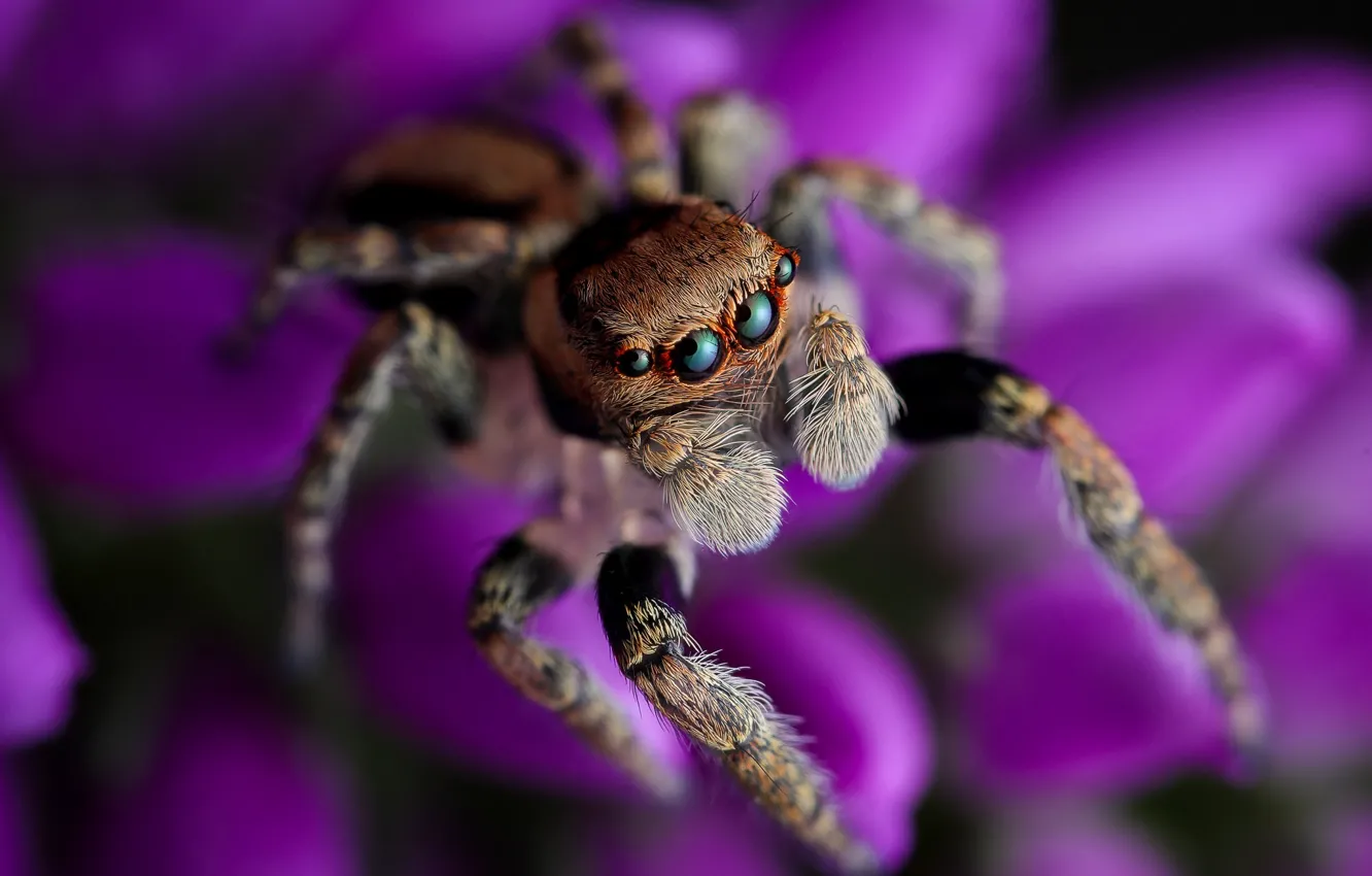 Photo wallpaper look, macro, flowers, pose, spider, lilac, bokeh, jumper