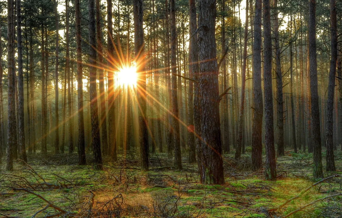 Photo wallpaper forest, the sun, tree, morning, forest, tree, morning, sun