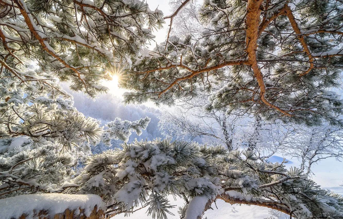 Photo wallpaper cold, winter, the sun, snow, trees, frost, Altay, frosty morning