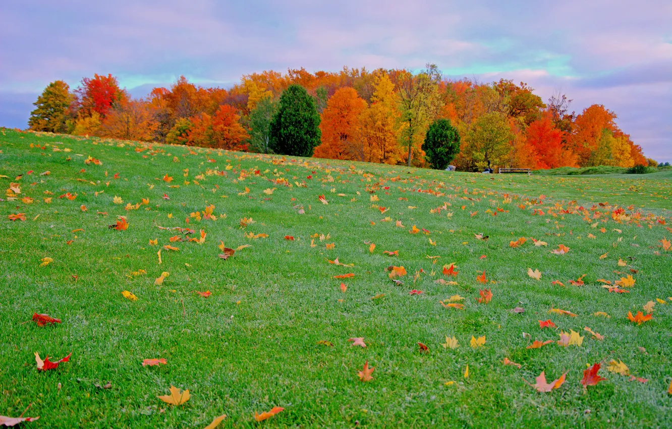 Photo wallpaper autumn, the sky, grass, leaves, trees, meadow