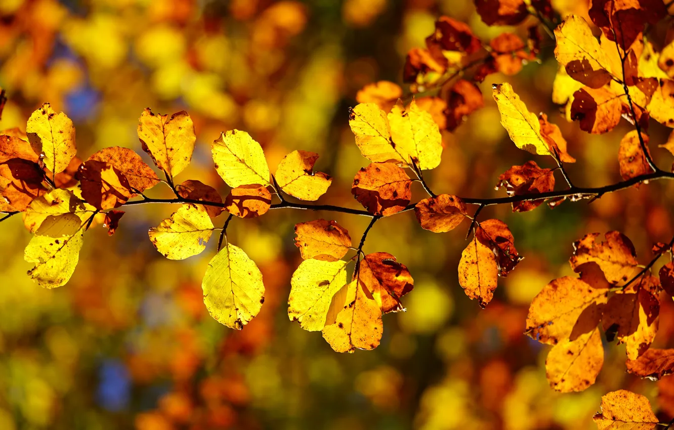 Photo wallpaper autumn, light, branch, yellow, the colors of autumn, bokeh, autumn leaves