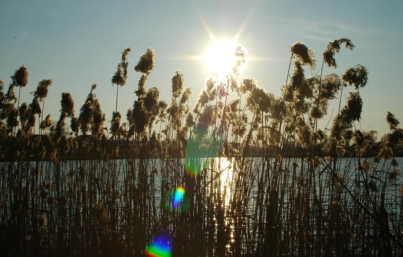 Photo wallpaper the sun, lake, glare, reed