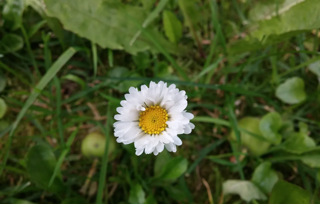 Photo wallpaper flower, macro, garden, Daisy