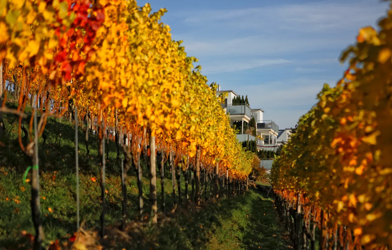 Photo wallpaper autumn, leaves, house, slope, vineyard