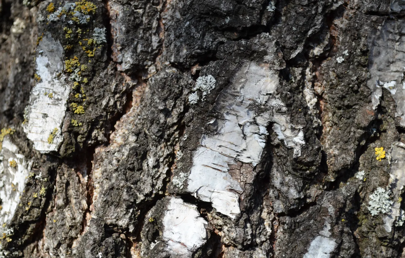 Photo wallpaper nature, texture, bark, birch, grey, white color