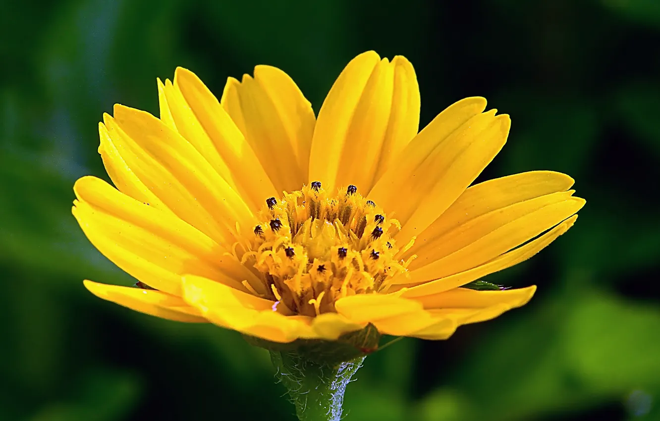 Photo wallpaper flower, nature, petals