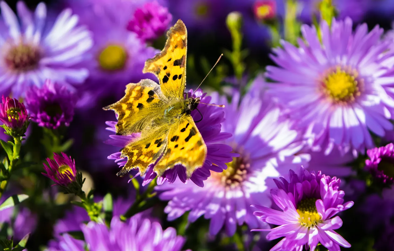Photo wallpaper flowers, butterfly, petals, insect, moth