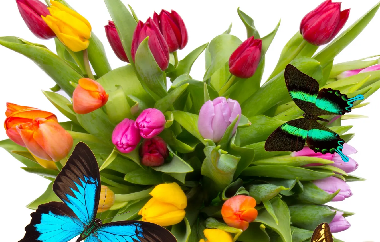 Photo wallpaper butterfly, flowers, bright, wings, beauty, petals, tulips, red