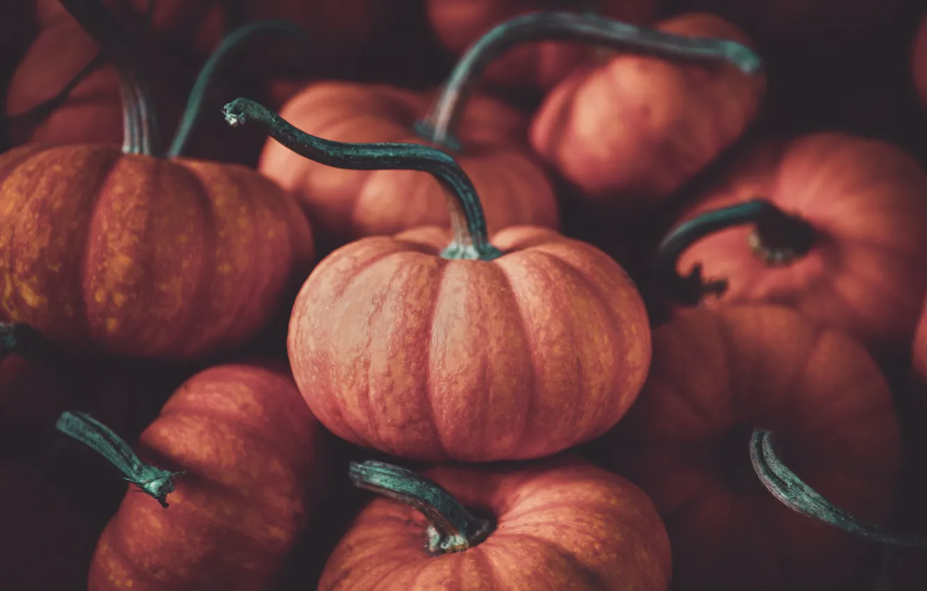 Photo wallpaper autumn, the dark background, harvest, pumpkin, orange, a lot, tails