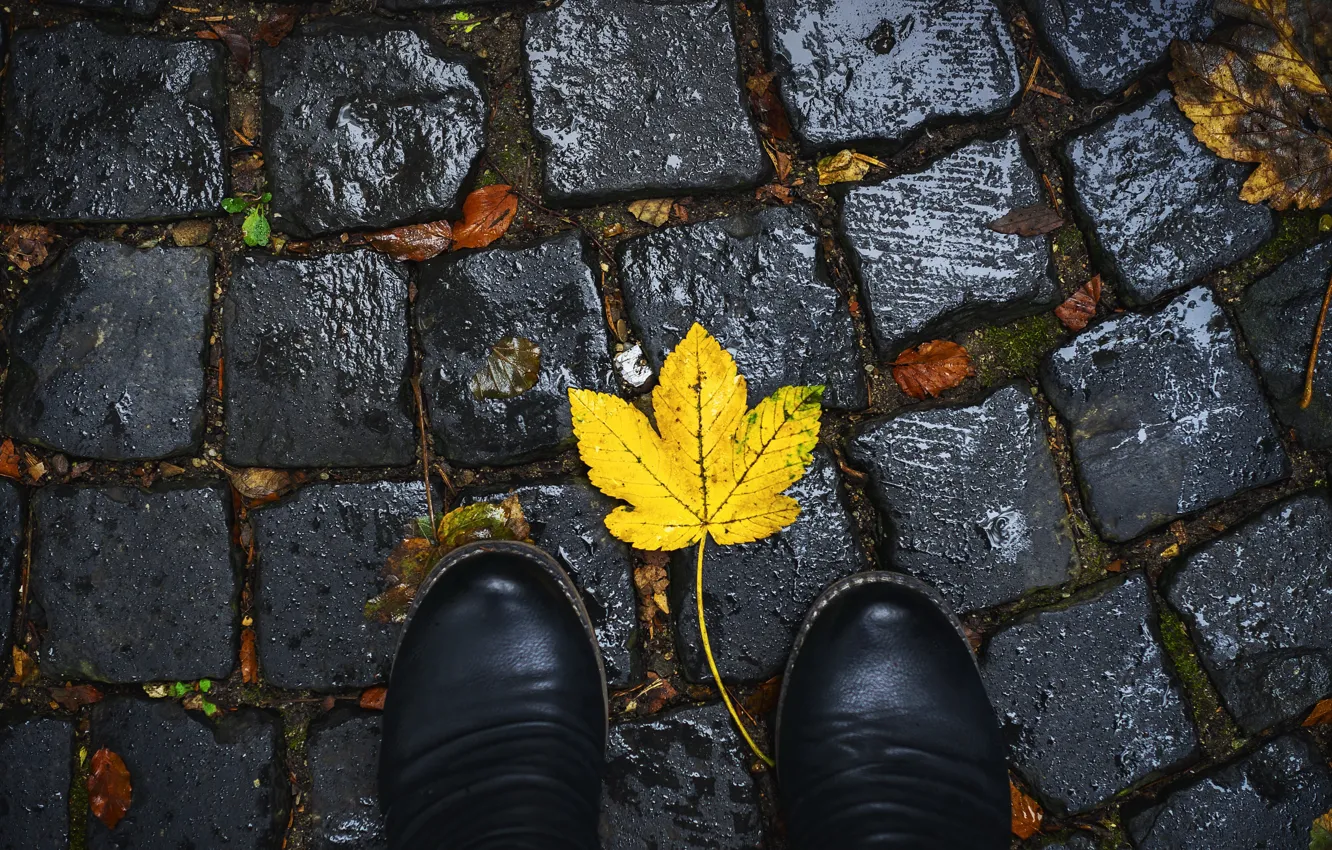 Photo wallpaper leaves, street, macadam