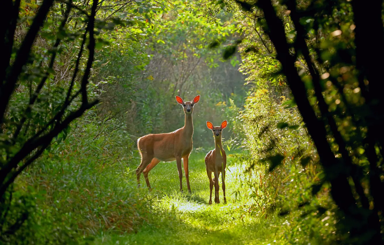Photo wallpaper forest, Wisconsin, USA, white-tailed deer