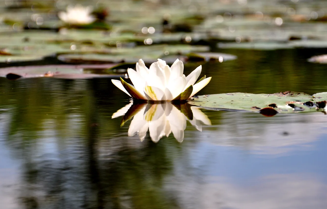 Photo wallpaper blur, Lily, white, water Lily
