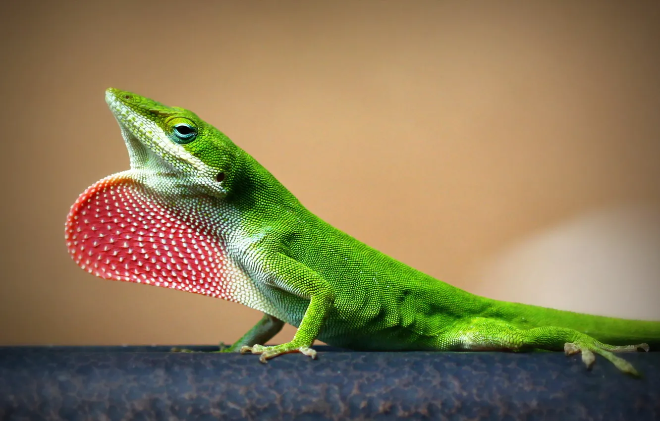 Photo wallpaper nature, background, lizard