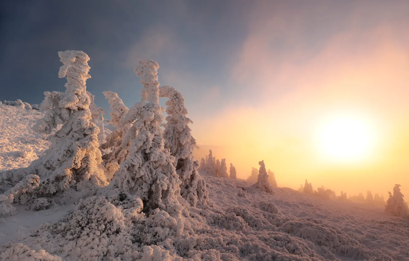Photo wallpaper winter, forest, the sky, the sun, snow, fog, dawn, view