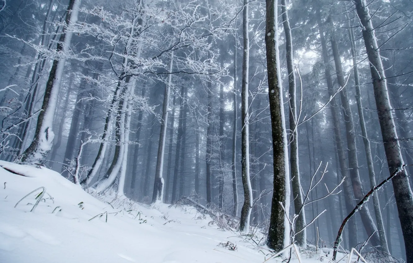 Photo wallpaper winter, forest, snow, trees, nature, fog