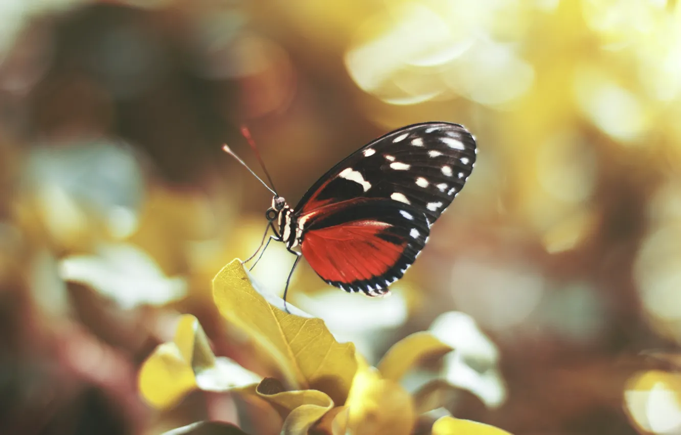 Photo wallpaper butterfly, wings, insect