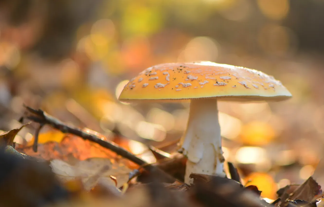 Photo wallpaper nature, mushrooms, Amanita Muscaria