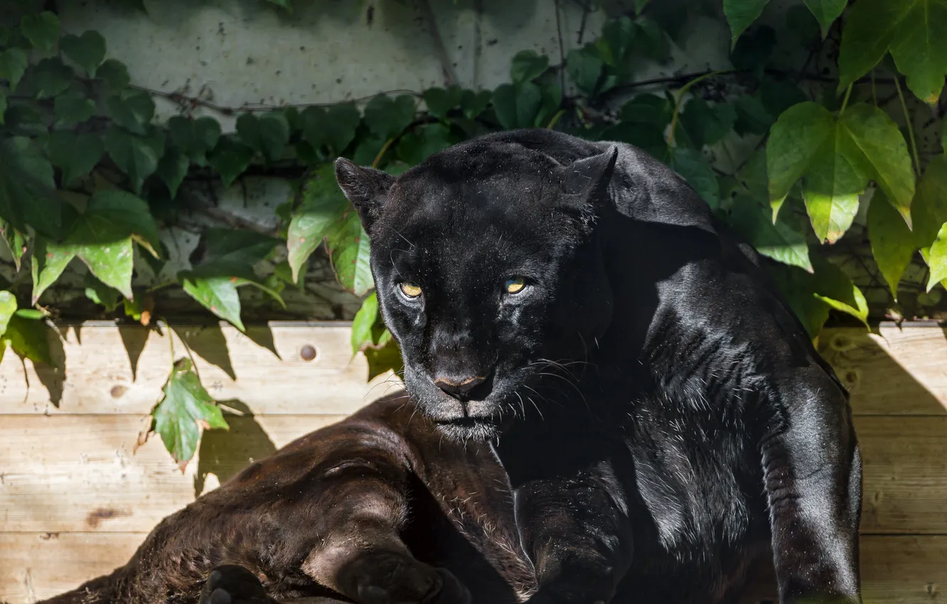 Photo wallpaper cat, look, the sun, Panther, black Jaguar, ©Tambako The Jaguar