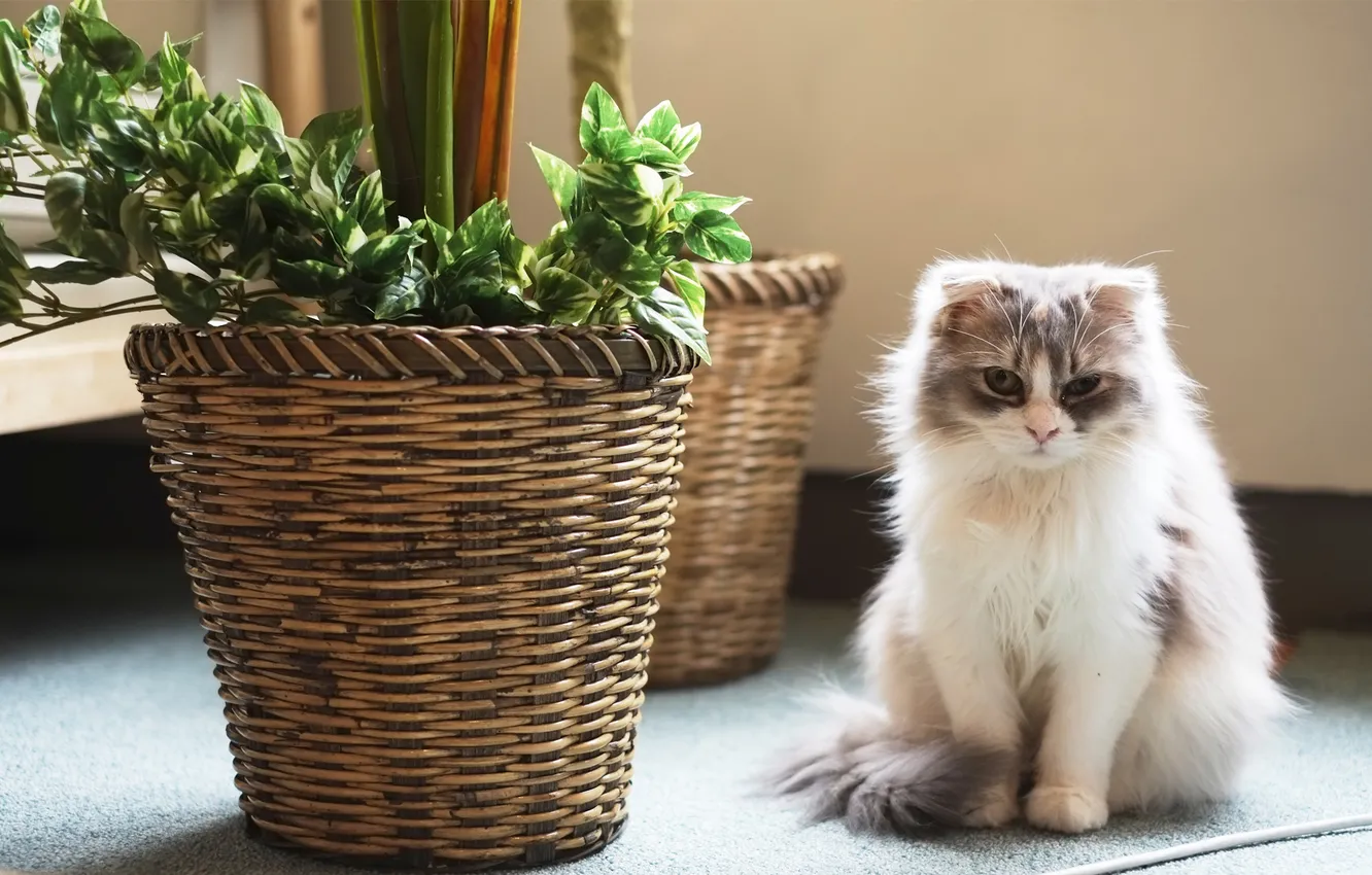 Photo wallpaper cat, cat, flowers, plant, fluffy, pots