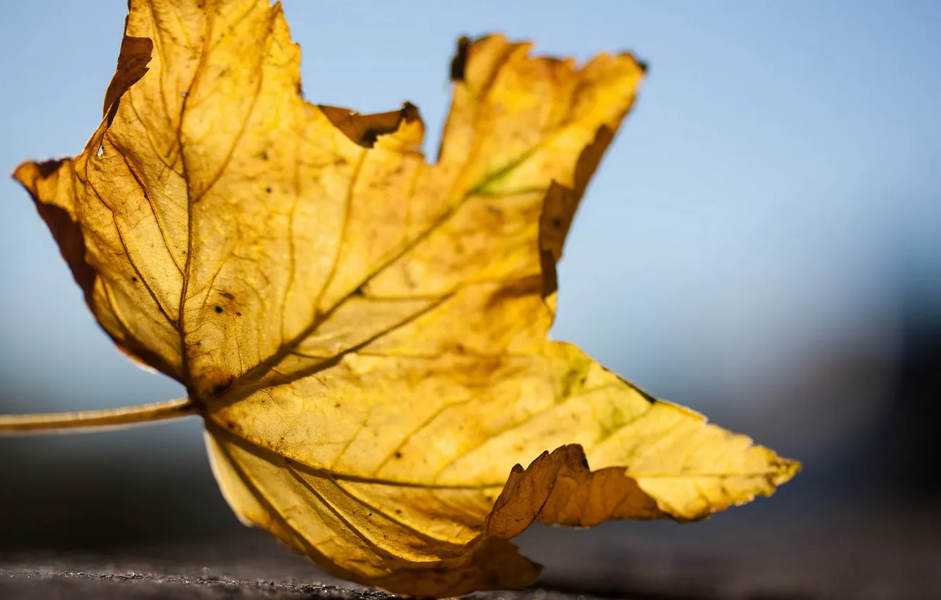Photo wallpaper leaves, macro, background
