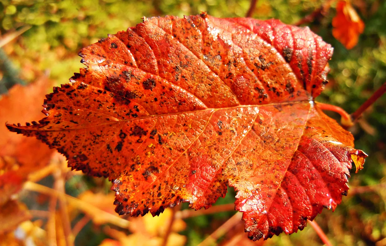 Photo wallpaper autumn, leaves, macro, red