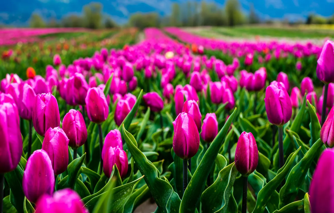 Photo wallpaper field, flowers, nature, tulips