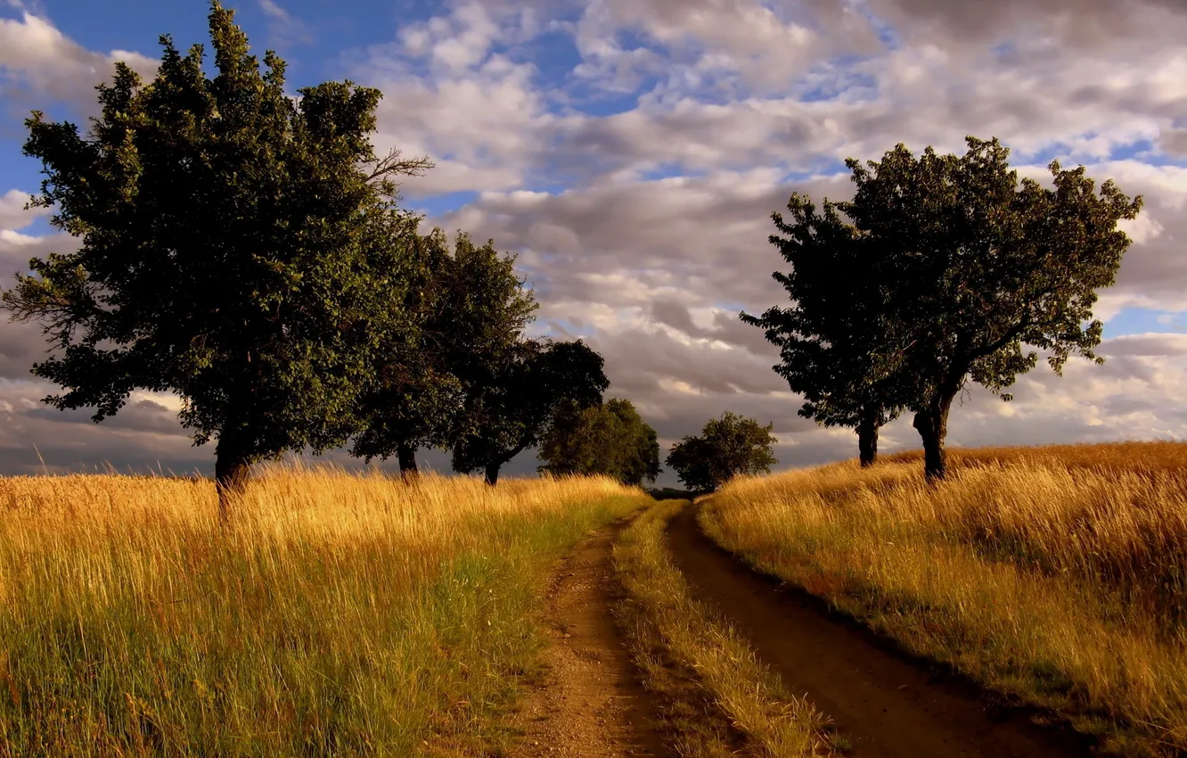 Photo wallpaper road, field, grass, trees, nature