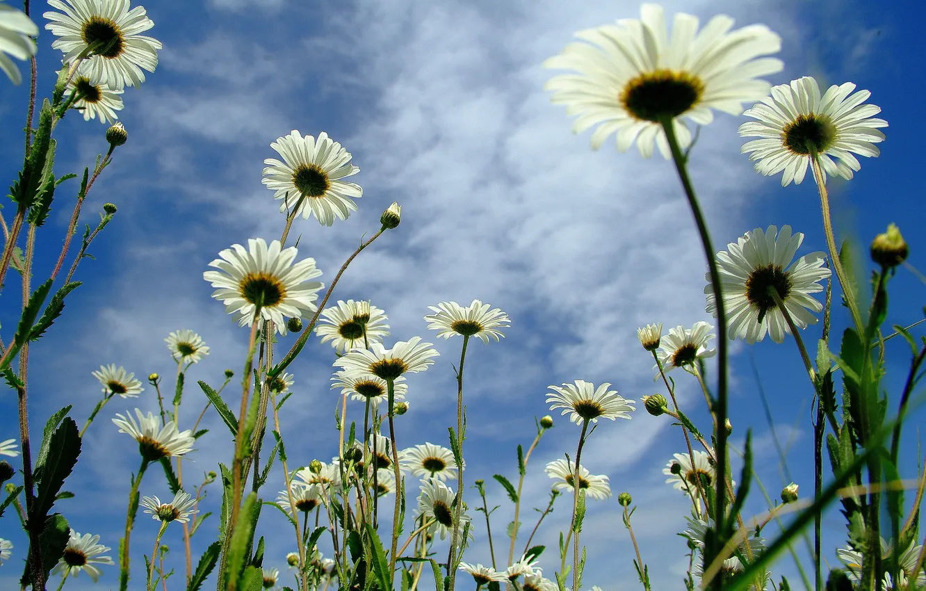 Photo wallpaper the sky, clouds, chamomile, petals, stem