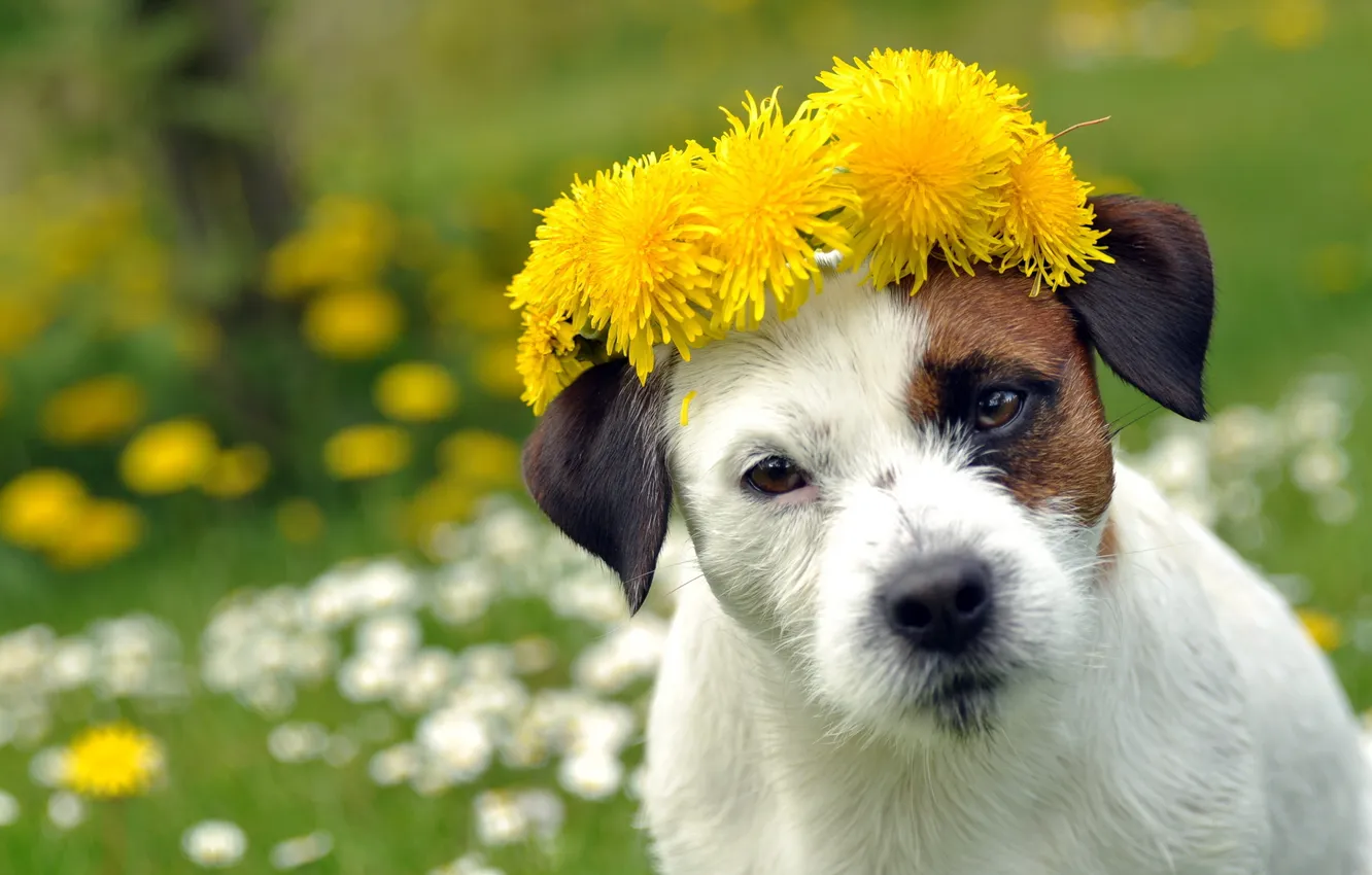 Photo wallpaper summer, flowers, dog