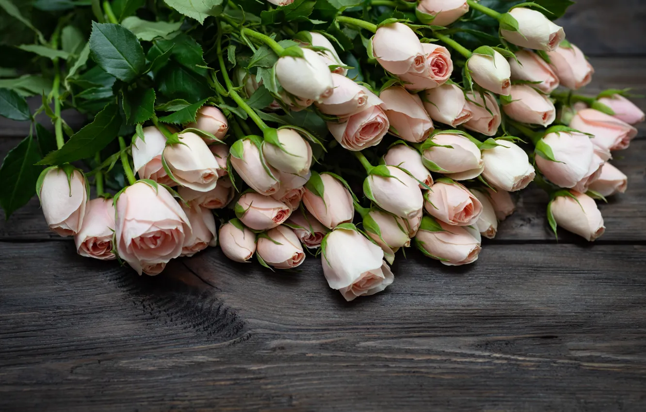 Photo wallpaper roses, gentle, buds
