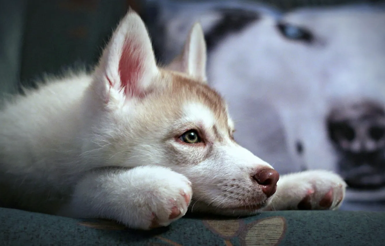 Photo wallpaper puppy, eyes, dog, animal, look, Husky, nose, Siberian Husky