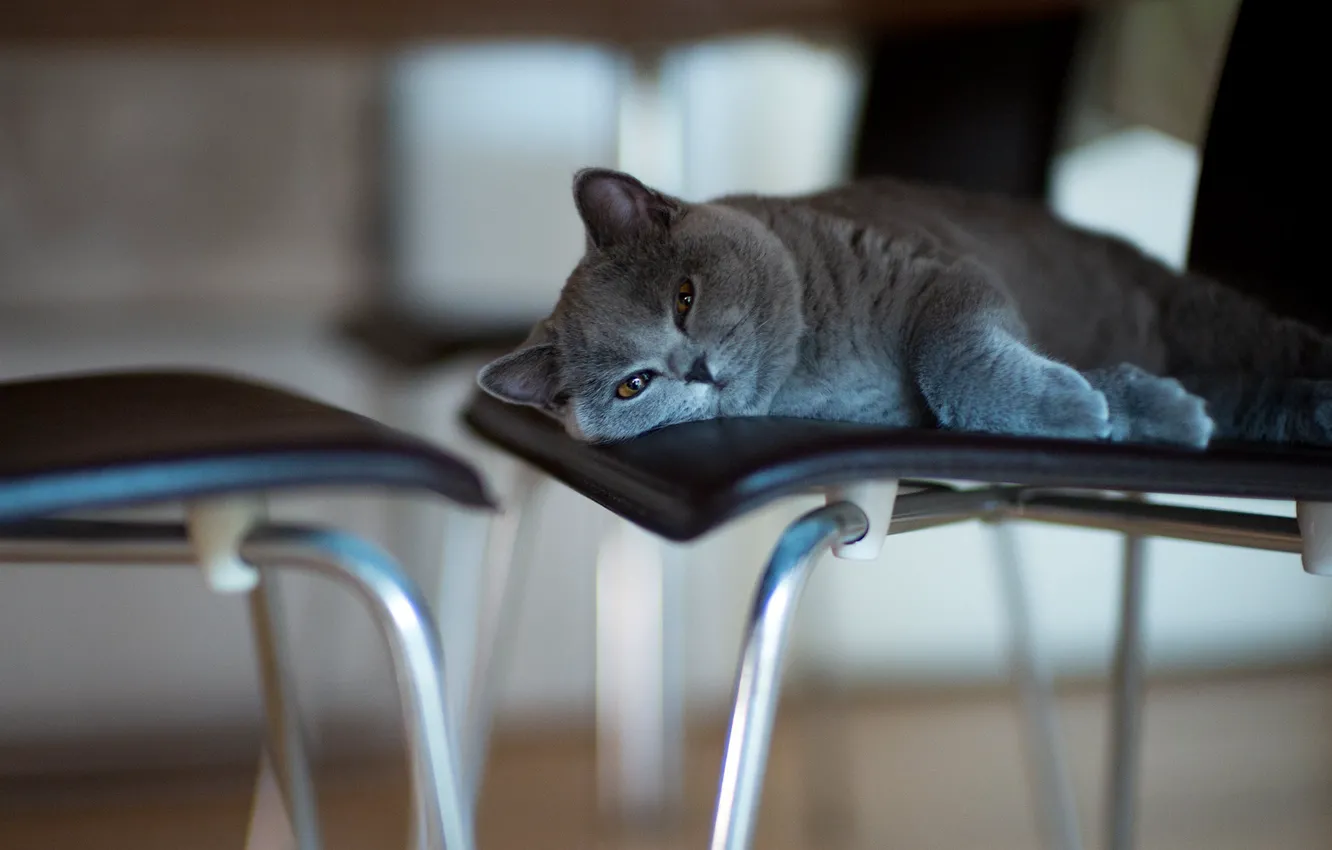 Photo wallpaper cat, cat, look, pose, face