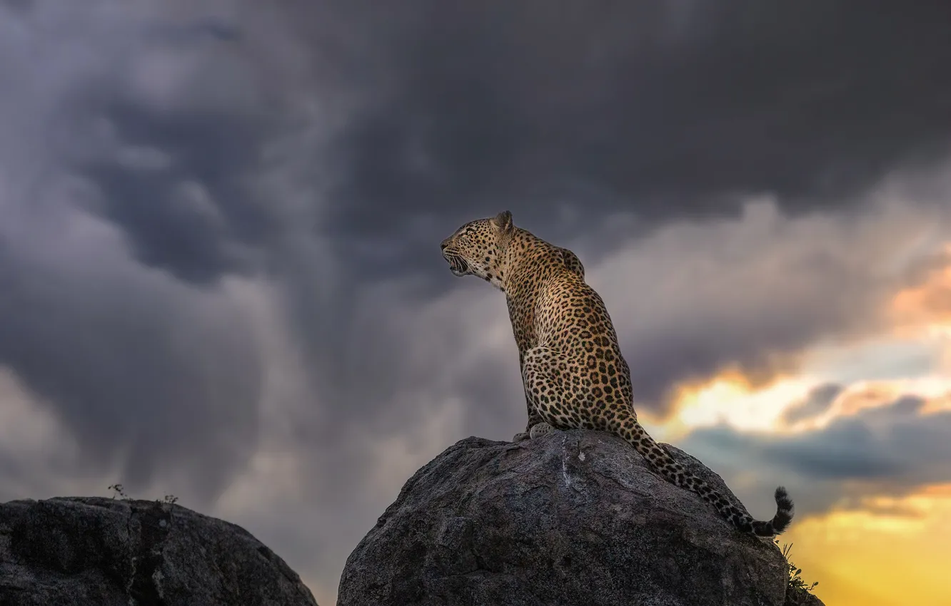 Photo wallpaper the sky, clouds, stones, rocks, leopard
