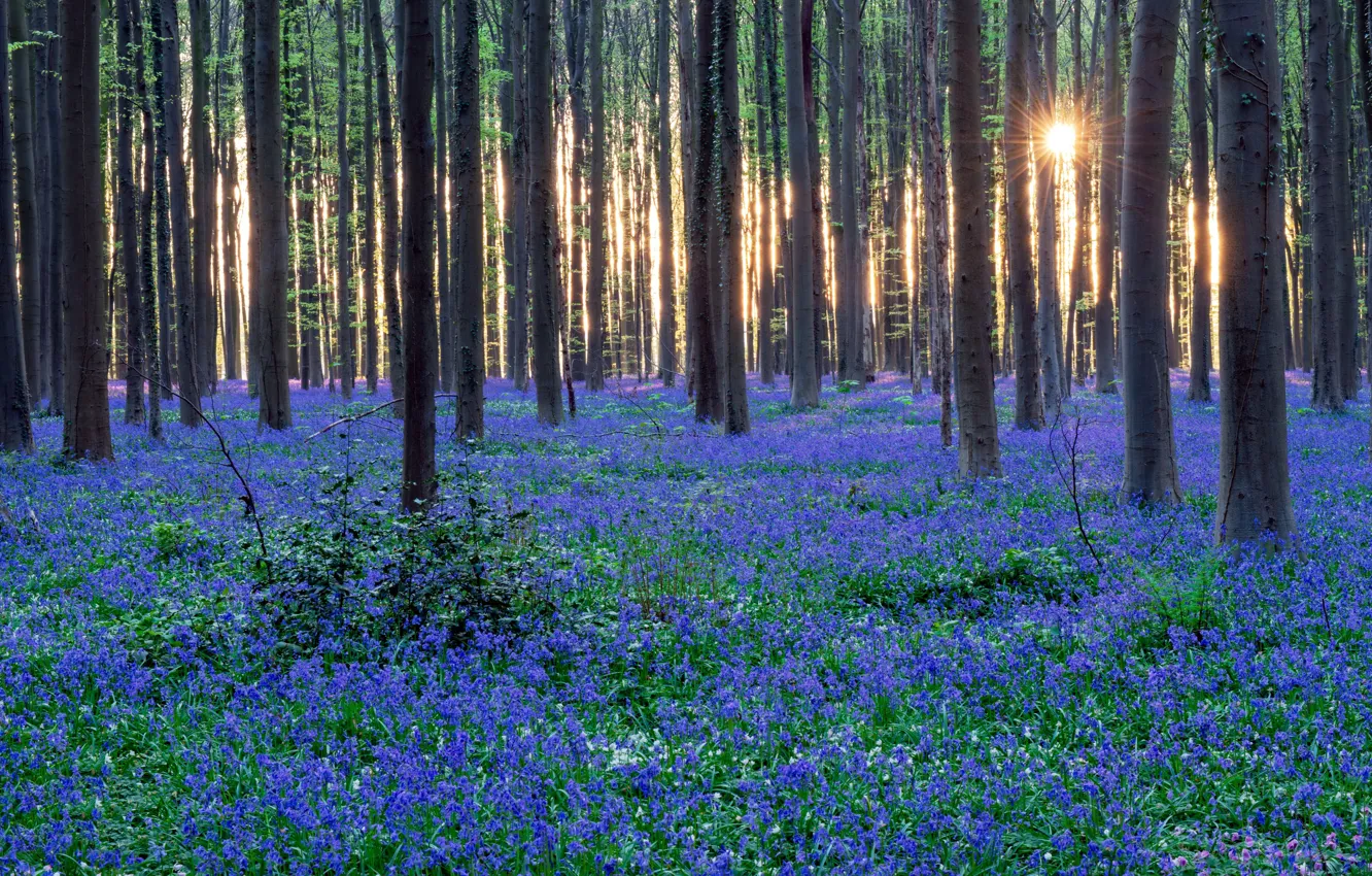 Photo wallpaper forest, flowers, nature, spring