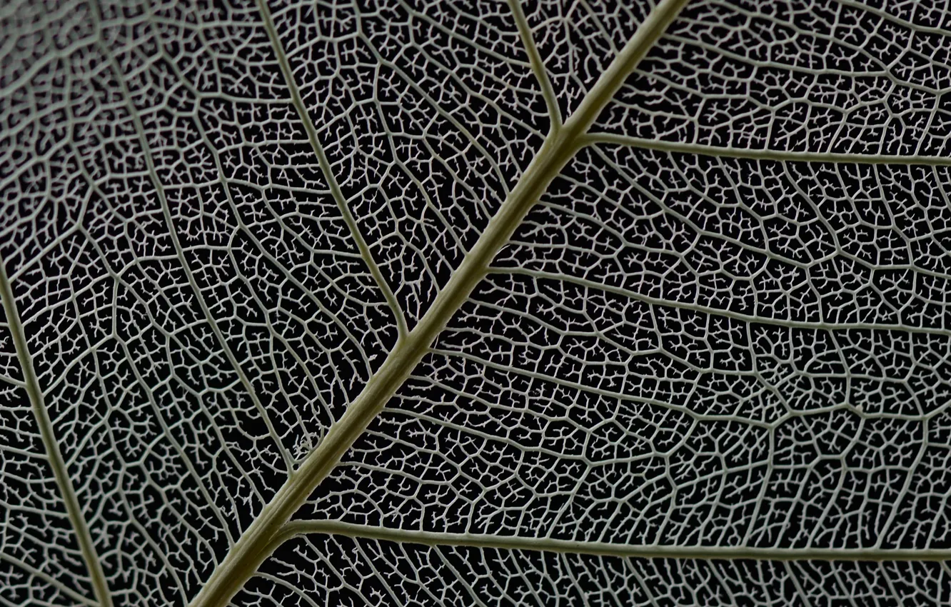 Photo wallpaper nature, sheet, texture