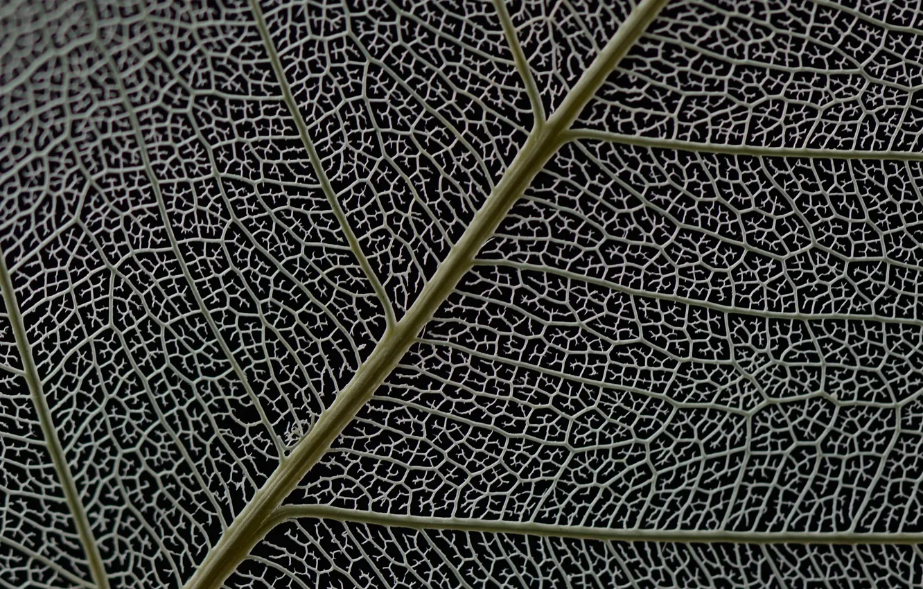 Photo wallpaper leaves, nature, texture