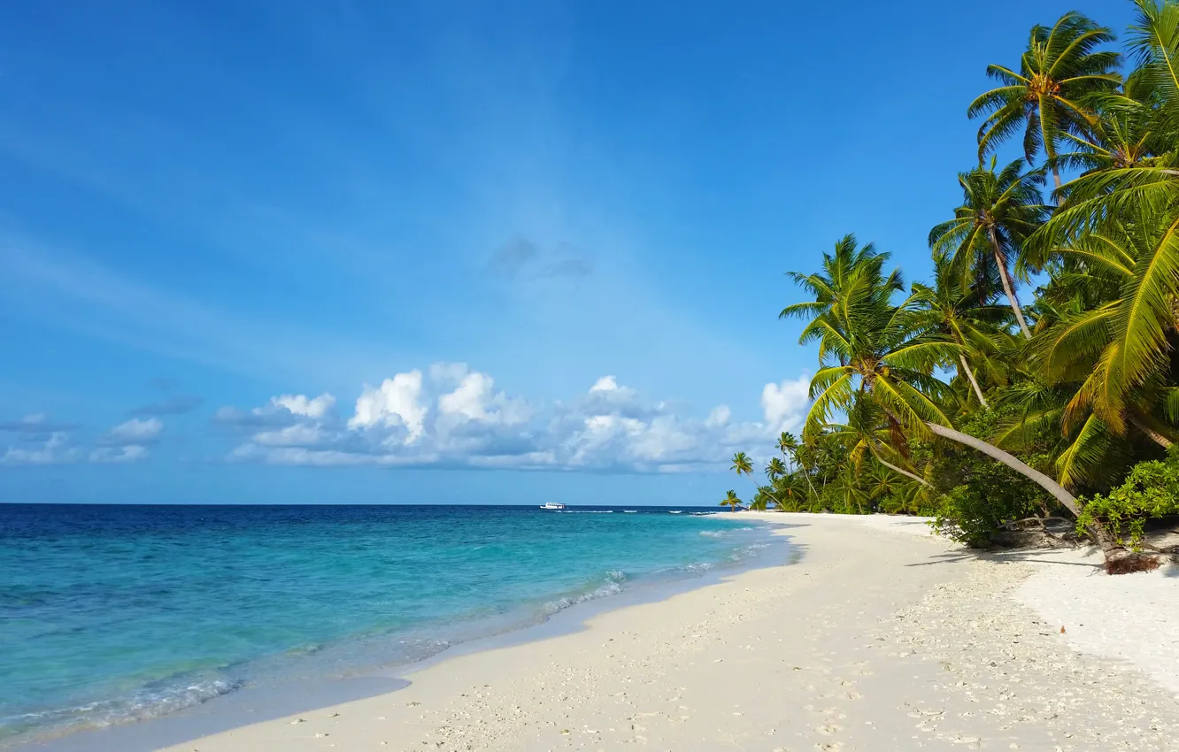 Photo wallpaper beach, tropics, palm trees, the ocean, island, beauty, exotic, white sand