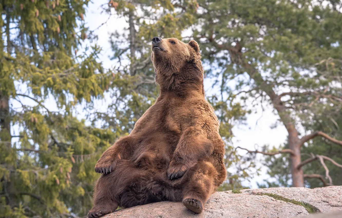 Photo wallpaper pose, stones, bear, giant