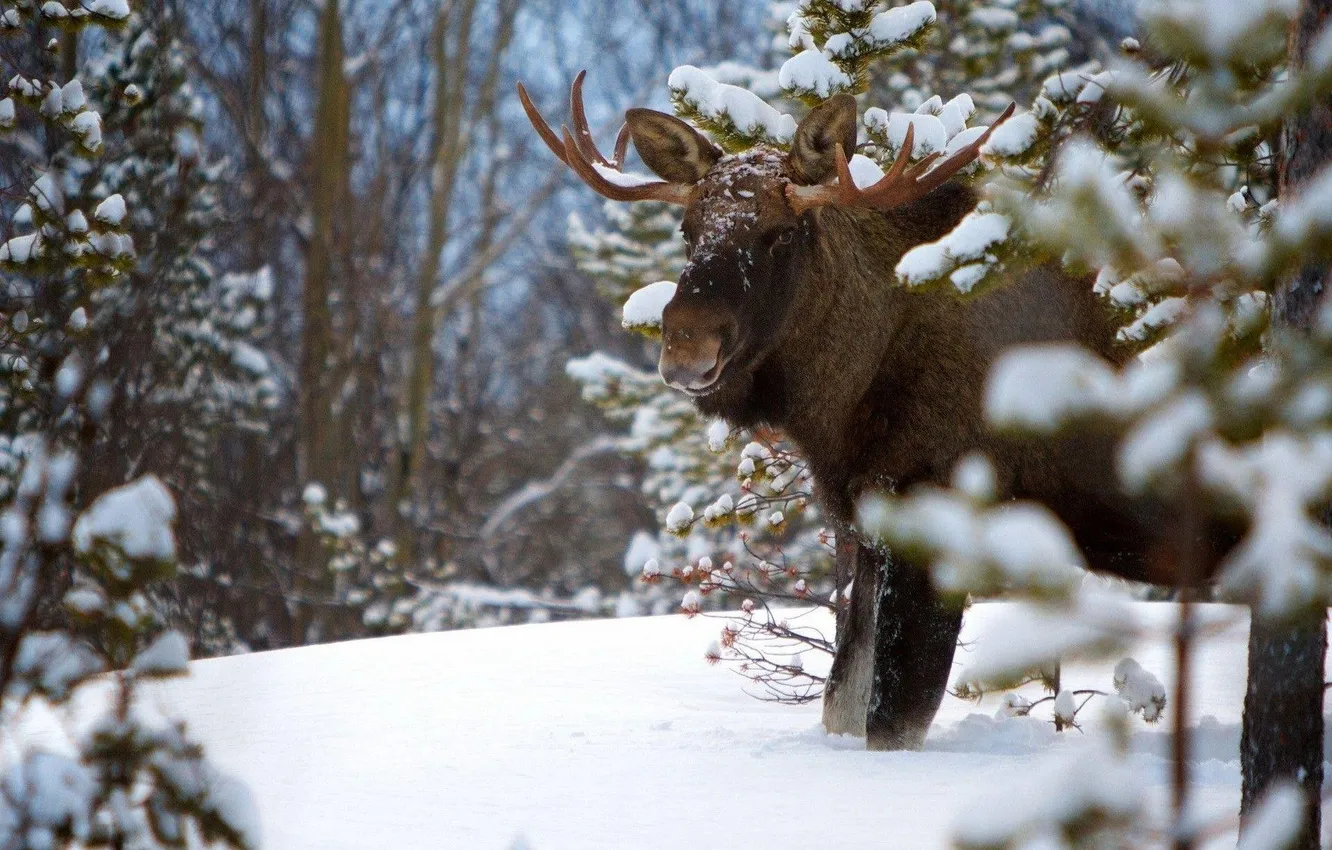 Photo wallpaper animal, wild life, moose animal