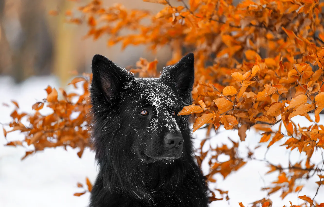 Photo wallpaper face, snow, branches, dog, German shepherd