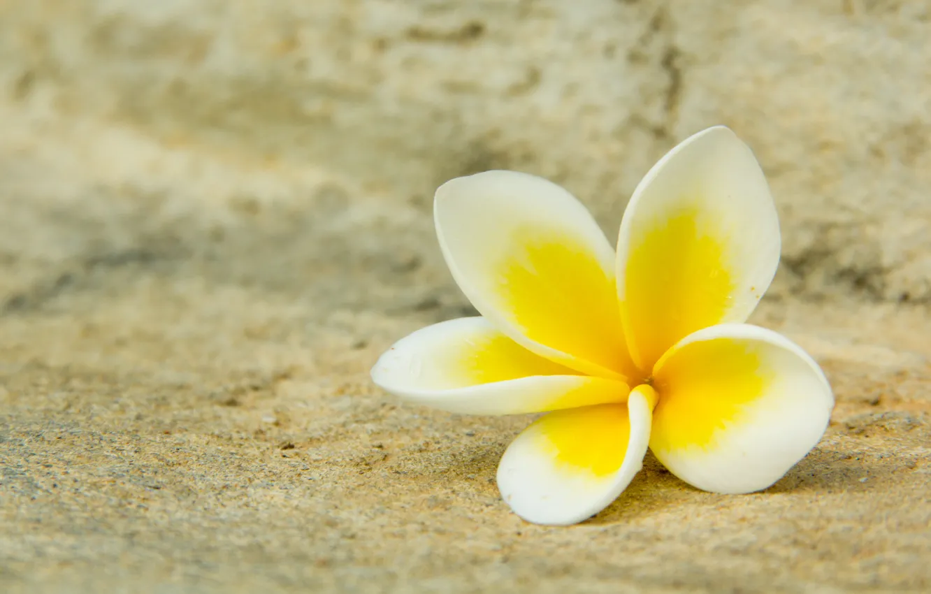 Photo wallpaper white, macro, flowers, yellow, petals, plumeria