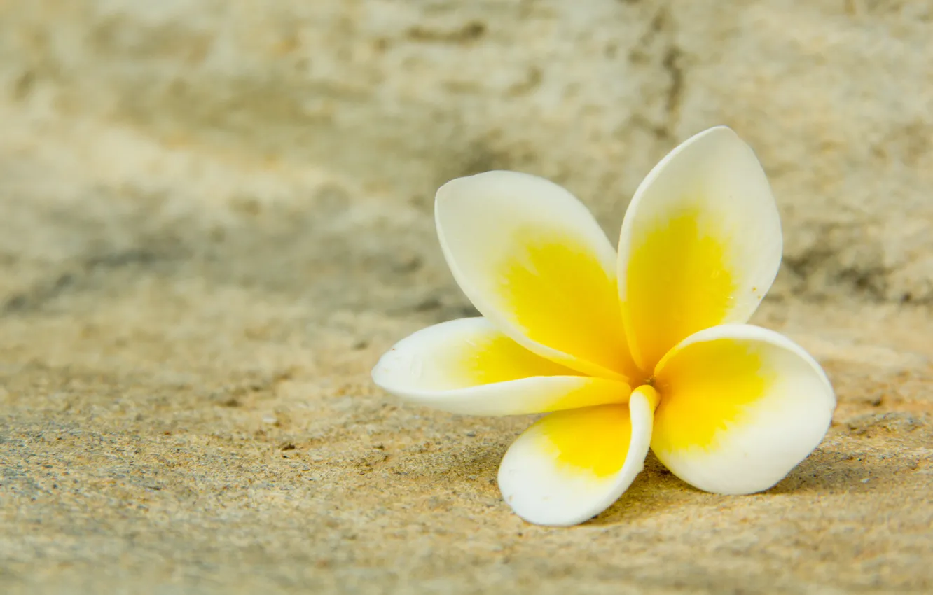 Photo wallpaper white, flower, macro, yellow, petals, plumeria